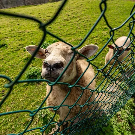 La Casa De La Torre Pedroveya